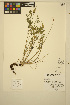 ( - ERM361)  @11 [ ] CreativeCommons - Attribution Non-Commercial Share-Alike (2014) Unspecified UBC Herbarium