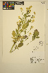  ( - ERM1370)  @11 [ ] CreativeCommons - Attribution Non-Commercial Share-Alike (2014) Unspecified UBC Herbarium