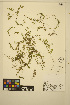  ( - ERM1704)  @11 [ ] CreativeCommons - Attribution Non-Commercial Share-Alike (2014) Unspecified UBC Herbarium