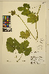  ( - JDF18)  @11 [ ] CreativeCommons - Attribution Non-Commercial Share-Alike (2014) Unspecified UBC Herbarium