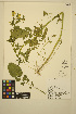  ( - JDF29)  @11 [ ] CreativeCommons - Attribution Non-Commercial Share-Alike (2014) Unspecified UBC Herbarium