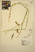 ( - AVDL38)  @11 [ ] CreativeCommons - Attribution Non-Commercial Share-Alike (2014) Unspecified UBC Herbarium