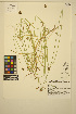  ( - ERM979)  @11 [ ] CreativeCommons - Attribution Non-Commercial Share-Alike (2014) Unspecified UBC Herbarium