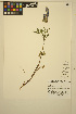  ( - ERM1016)  @11 [ ] CreativeCommons - Attribution Non-Commercial Share-Alike (2014) Unspecified UBC Herbarium
