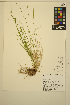  ( - ERM1105)  @11 [ ] CreativeCommons - Attribution Non-Commercial Share-Alike (2014) Unspecified UBC Herbarium