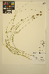 ( - ERM1438)  @11 [ ] CreativeCommons - Attribution Non-Commercial Share-Alike (2014) Unspecified UBC Herbarium