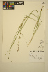  ( - ERM1580)  @11 [ ] CreativeCommons - Attribution Non-Commercial Share-Alike (2014) Unspecified UBC Herbarium