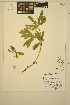  ( - ERM1684)  @11 [ ] CreativeCommons - Attribution Non-Commercial Share-Alike (2014) Unspecified UBC Herbarium