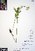  ( - ERM991)  @11 [ ] CreativeCommons - Attribution Non-Commercial Share-Alike (2012) Unspecified UBC Herbarium