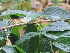  (Bridelia - Fernando5010)  @11 [ ] Copyright  Filiberto A. Pollisco Jr. ASEAN Centre for Biodiversity