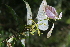  (Mallotus cumingii - Fernando5007)  @11 [ ] Copyright  Edwino S. Fernando University of the Philippines Los Banos