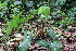  (Alocasia heterophylla - Fernando5019)  @11 [ ] Copyright (2022) Edwino S Fernando University of the Philippines Los Banos