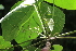  (Endospermum - Fernando5057)  @11 [ ] Copyright  Edwino S. Fernando University of the Philippines Los Banos