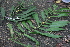  (Pothos scandens - Fernando5063)  @11 [ ] Copyright  Edwino S. Fernando University of the Philippines Los Banos