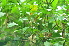  ( - P_G003)  @11 [ ] Copyright (2022) Pamela Reblora ASEAN Centre for Biodiversity