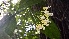  (Hoya multiflora - Fernando5027)  @11 [ ] Copyright  Edwino S. Fernando University of the Philippines Los Banos