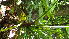  (Homalomena philippinensis - Fernando5035)  @11 [ ] Copyright  Edwino S. Fernando University of the Philippines Los Banos