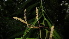  (Pothoidium - Fernando5083)  @11 [ ] Copyright  Edwino S. Fernando University of the Philippines Los Banos