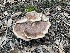  (Laetiporus persicinus - VSC-F0000114)  @11 [ ] by (2020) Emily Cantonwine Valdosta State University