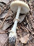  (Amanita roseotincta - R-0000089)  @11 [ ] by (2020) Emily Cantonwine Valdosta State University