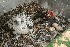  ( - SNMA18)  @11 [ ] CreativeCommons  Attribution Non-Commercial Share-Alike (2020) Jan Kautman Slovak National Museum-Natural History Museum