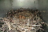  ( - SNMA18)  @11 [ ] CreativeCommons  Attribution Non-Commercial Share-Alike (2020) Jan Kautman Slovak National Museum-Natural History Museum