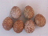  ( - SNMA2)  @11 [ ] CreativeCommons  Attribution Non-Commercial Share-Alike (2020) Jan Kautman Slovak National Museum-Natural History Museum