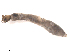  (Austrosimulium campbellense - BIOUG01785-A01)  @11 [ ] CreativeCommons - Attribution (2012) CBG Photography Group Centre for Biodiversity Genomics