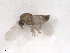 ( - BIOUG01785-B05)  @11 [ ] CreativeCommons - Attribution (2012) CBG Photography Group Centre for Biodiversity Genomics