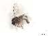  ( - BIOUG01785-D01)  @12 [ ] CreativeCommons - Attribution (2012) CBG Photography Group Centre for Biodiversity Genomics