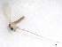  (Psathyromyia shannoni - BIOUG01785-F11)  @13 [ ] CreativeCommons - Attribution (2012) CBG Photography Group Centre for Biodiversity Genomics