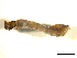  ( - BIOUG01783-A11)  @12 [ ] CreativeCommons - Attribution (2012) CBG Photography Group Centre for Biodiversity Genomics