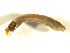  ( - BIOUG01783-A12)  @11 [ ] CreativeCommons - Attribution (2012) CBG Photography Group Centre for Biodiversity Genomics