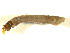  ( - BIOUG01783-B01)  @12 [ ] CreativeCommons - Attribution (2012) CBG Photography Group Centre for Biodiversity Genomics