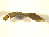  ( - BIOUG01783-C02)  @12 [ ] CreativeCommons - Attribution (2012) CBG Photography Group Centre for Biodiversity Genomics