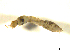  (Austrosimulium furiosum - BIOUG01783-C12)  @12 [ ] CreativeCommons - Attribution (2012) CBG Photography Group Centre for Biodiversity Genomics