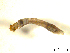  (Austrosimulium colboi - BIOUG01783-D05)  @12 [ ] CreativeCommons - Attribution (2012) CBG Photography Group Centre for Biodiversity Genomics