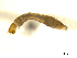  ( - BIOUG01783-D09)  @12 [ ] CreativeCommons - Attribution (2012) CBG Photography Group Centre for Biodiversity Genomics
