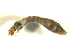  (Austrosimulium victoriae - BIOUG01783-F01)  @12 [ ] CreativeCommons - Attribution (2012) CBG Photography Group Centre for Biodiversity Genomics