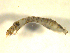  ( - BIOUG01783-F04)  @12 [ ] CreativeCommons - Attribution (2012) CBG Photography Group Centre for Biodiversity Genomics