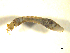  ( - BIOUG01783-F09)  @12 [ ] CreativeCommons - Attribution (2012) CBG Photography Group Centre for Biodiversity Genomics