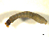  ( - BIOUG01783-G06)  @12 [ ] CreativeCommons - Attribution (2012) CBG Photography Group Centre for Biodiversity Genomics