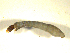  ( - BIOUG01783-G08)  @12 [ ] CreativeCommons - Attribution (2012) CBG Photography Group Centre for Biodiversity Genomics