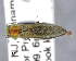  (Agrilus smaragdifrons - CNCCOLVG00009328)  @14 [ ] Copyright (2017) Vasily Grebennikov CFIA