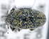  ( - CNCCOLVG00010991)  @11 [ ] c (2020) Vasily Grebennikov CFIA