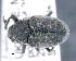  ( - CNCCOLVG00011013)  @11 [ ] c (2020) Vasily Grebennikov CFIA
