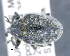  ( - CNCCOLVG00011038)  @11 [ ] c (2020) Vasily Grebennikov CFIA