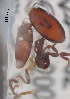  (Alaocybites egorovi - CNCCOLVG00000009)  @11 [ ] Copyright (2010) Unspecified Canadian Food Inspection Agency