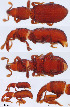  ( - CNCCOLVG00000055)  @11 [ ] Copyright (2010) Unspecified Canadian Food Inspection Agency