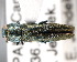 (Agrilus graminis - CNCCOLVG00000361)  @14 [ ] Copyright (2011) Vasily Grebennikov CFIA